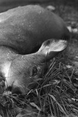 B&W - Deer by Pisces3d