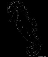 seahorse by venam